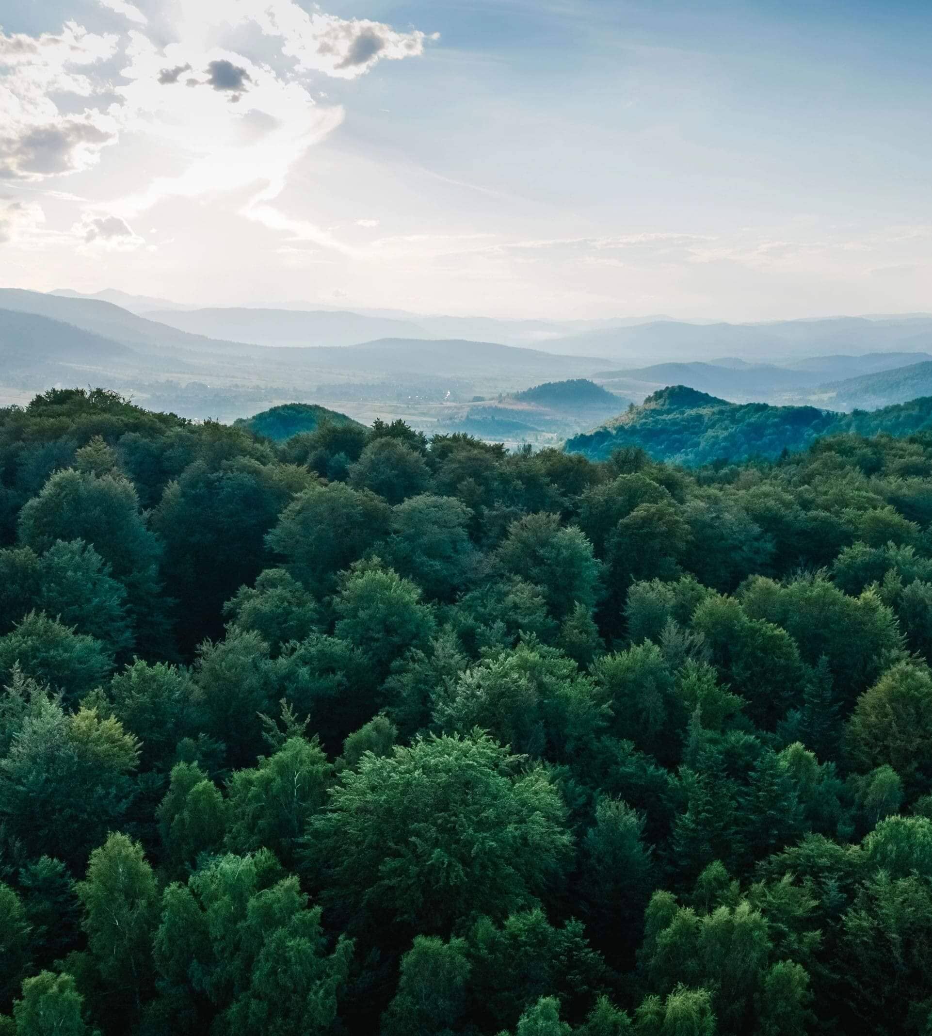 Imagem de uma floresta